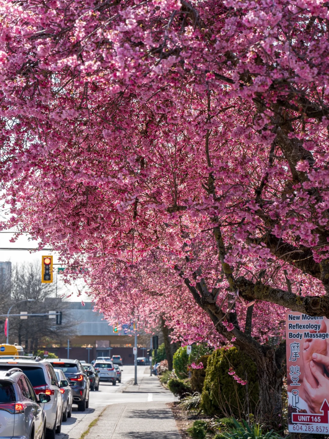 关于温哥华队绽放风采攀升欧洲杯众望所归的信息